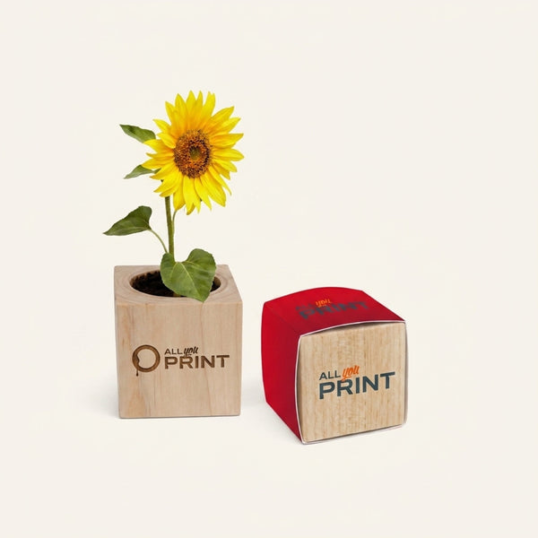 Plant seeds in wooden pots